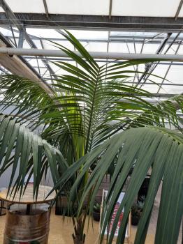 Zimmerpalme Kentia Howea forsteriana Palme 260 cm.