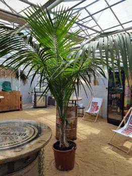 Zimmerpalme Kentia Howea forsteriana Palme 230 cm.