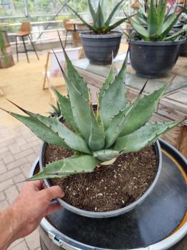 Winterharte-Agave-Neomexicana-Nr-2