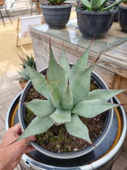 Winterharte-Agave-Neomexicana-Nr-3