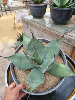 Winterharte-Agave-Havardiana-Nr-4
