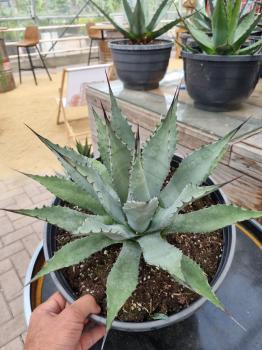 Winterharte-Agave-chrysantha-Nr-35