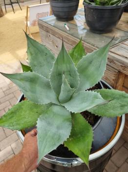 Winterharte-Agave-parvidentata -Nr-6