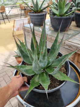Winterharte-Agave-Montana-Nr-7