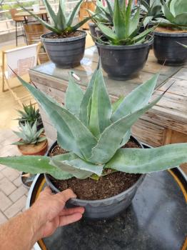 Winterharte-Agave-parvidentata--Nr-8