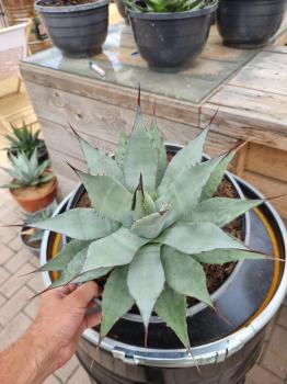 Agave-parryi-var-parryi-9