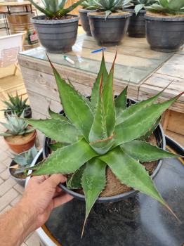 Winterharte-Agave-Montana-Nr-10