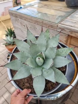Winterharte-Agave-parryi-var-parryi-Nr-14