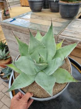 Winterharte-Agave-ovatifolia-Nr-16