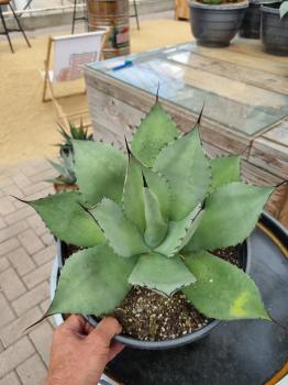 Winterharte-Agave-parryi-var-parryi-Nr-17