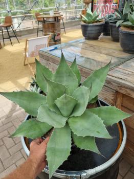 Winterharte-Agave-ovatifolia-Nr-18