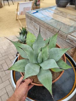 Winterharte-Agave-Neomexicana-Nr-19