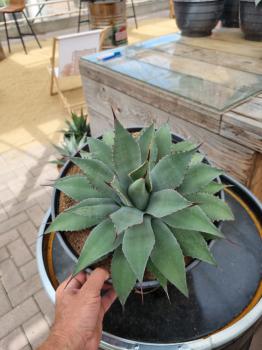 Winterharte-Agave-parryi-var-parryi-Nr-20