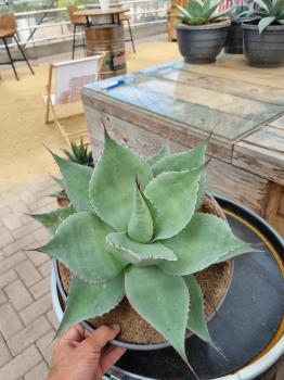 Winterharte-Agave-ovatifolia-Nr-22