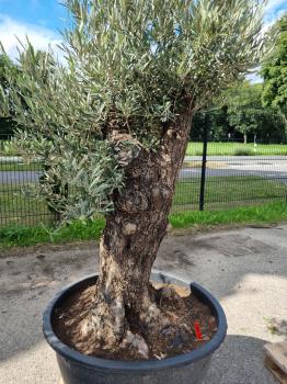 Olivenbaum 210cm -  (70/80 Jährig) genau diesen Olivenbaum kaufen Nr.82
