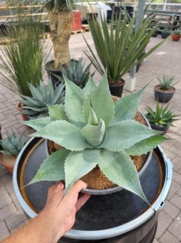 Winterharte-Agave-ovatifolia-Nr-23