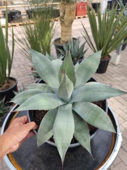 Winterharte-Agave-Neomexicana-Nr-25
