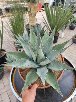 Winterharte-Agave-Neomexicana-Nr-28