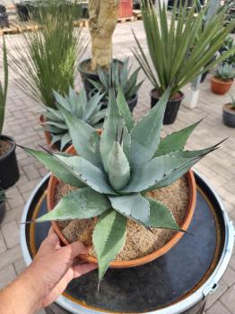 Winterharte-Agave-Neomexicana-Nr-29