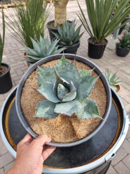 Winterharte-Agave-parrasana-Nr-31