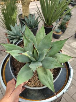 Agave-parryi-var-parryi-32