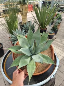Winterharte-Agave-Neomexicana-Nr-33