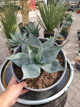 Winterharte-Agave-Havardiana-Nr-35
