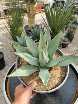 Winterharte-Agave-Neomexicana-Nr-36