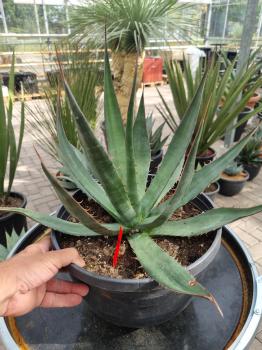 Winterharte-Agave-Moranii-Nr-37