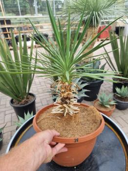 Yucca-Aloifolia-Nr38