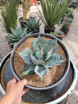 Winterharte-Agave-parrasana-Nr-40