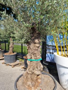 Olivenbaum 230cm -  (70/80 Jährig) genau diesen Olivenbaum kaufen Nr.87
