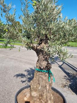 Olivenbaum 210cm -  (70/80 Jährig) genau diesen Olivenbaum kaufen Nr.91