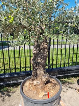 Olivenbaum 220cm -  (70/80 Jährig) genau diesen Olivenbaum kaufen Nr.96