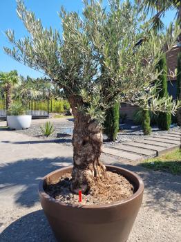 Olivenbaum 200cm -  (70/80 Jährig) genau diesen Olivenbaum kaufen Nr.101