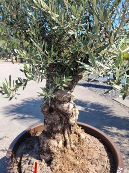 Olivenbaum 200cm -  (70/80 Jährig) genau diesen Olivenbaum kaufen Nr.101