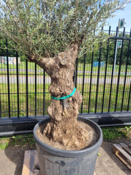 Olivenbaum 230cm -  (70/80 Jährig) genau diesen Olivenbaum kaufen Nr.104