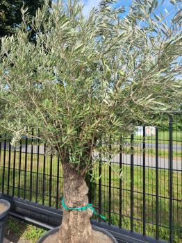 Olivenbaum 240cm -  (70/80 Jährig) genau diesen Olivenbaum kaufen Nr.105