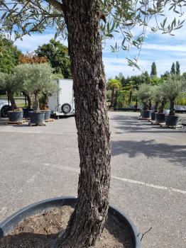 Olivenbaum 280cm extra hohem Stamm -  (70/80 Jährig) genau diesen Olivenbaum kaufen Nr.111