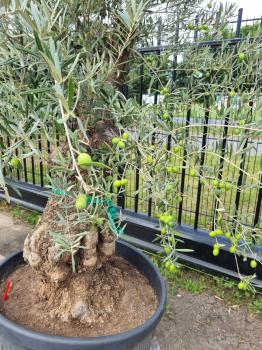 Olivenbaum 220cm -  (70/80 Jährig) genau diesen Olivenbaum kaufen Nr.113