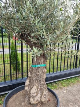 Olivenbaum 230cm -  (70/80 Jährig) genau diesen Olivenbaum kaufen Nr.114