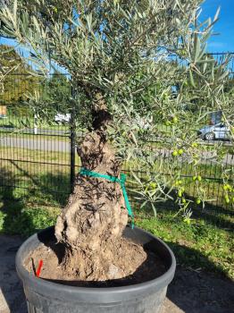 Olivenbaum 220cm -  (70/80 Jährig) genau diesen Olivenbaum kaufen Nr.113