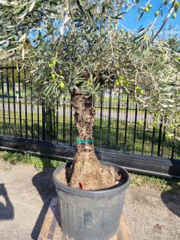 Olivenbaum 260cm  (70/80 Jährig) genau diesen Olivenbaum kaufen Nr.119