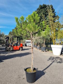 Pinus-Pinea-200cm Baum