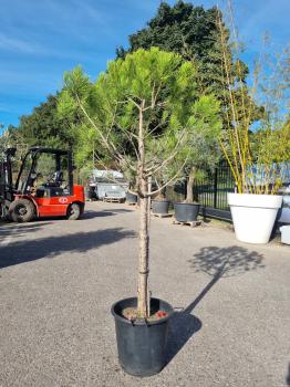 Pinus-Pinea-Nr-2