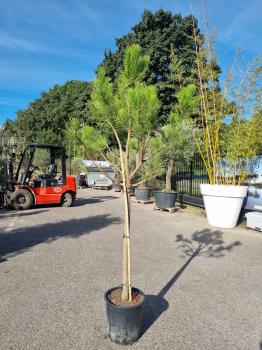 Pinus-Pinea-Nr.3
