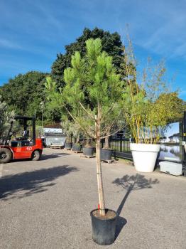 Pinus-Pinea-Nr-4