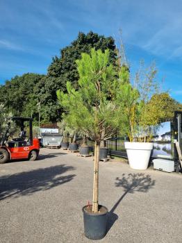 Pinus-Pinea-Nr-5