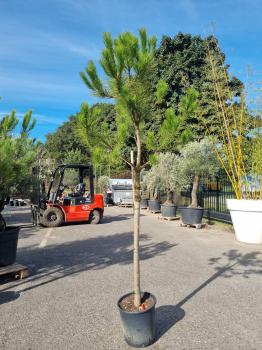 Pinus-Pinea-Nr-6
