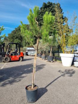 Pinus-Pinea-Nr-8
